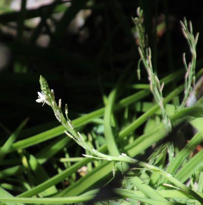 Trachyandra hirsutiflora, photographed by Tony Rebelo
