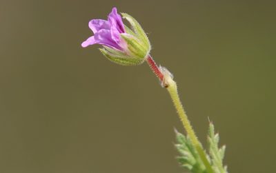 Erodium brachycarpum, photographed by Millie Basden