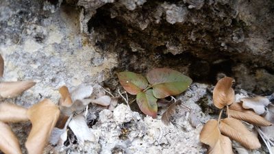 Anemia mexicana, photographed by Noland Martin