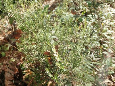 Erica scoparia, photographed by Julien Renoult