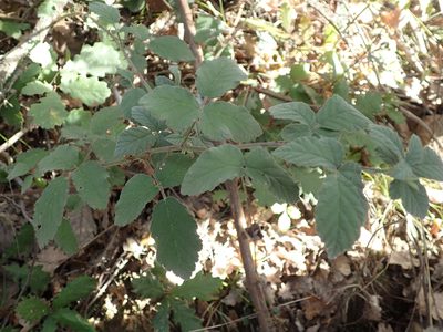 Rubus canescens, photographed by Julien Renoult