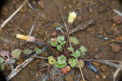 Leavenworthia texana, photographed by Matt Berger