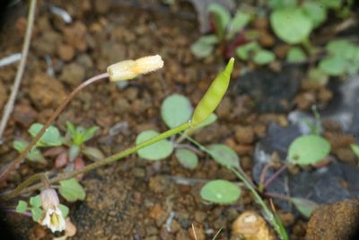 Leavenworthia texana, photographed by Matt Berger