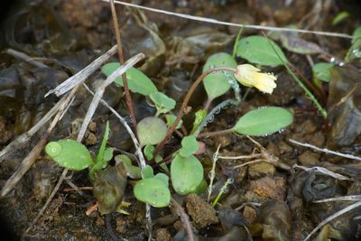 Leavenworthia texana, photographed by Matt Berger