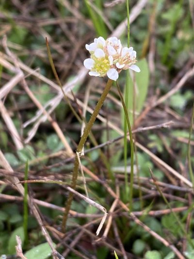 Micranthes texana, photographed by Matt Berger