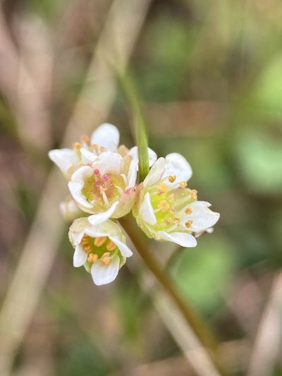 Micranthes texana, photographed by Matt Berger