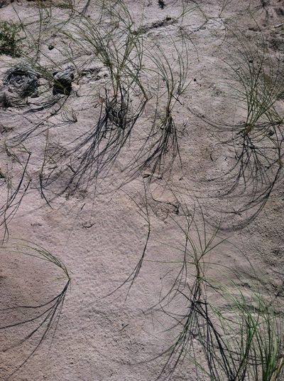 Muhlenbergia multiflora, photographed by Emily Geest