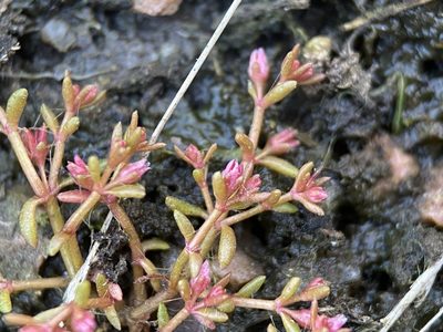 Crassula aquatica, photographed by Matt Berger
