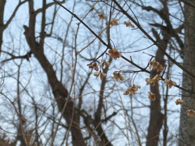 Euonymus atropurpureus, photographed by Eric Schmidt