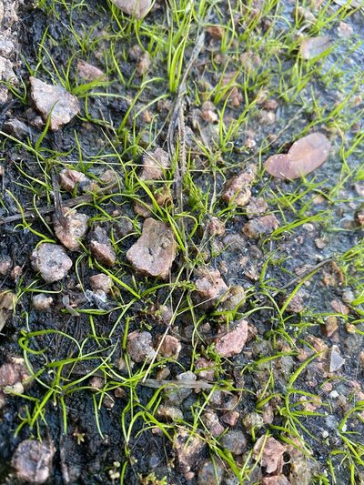 Isoetes lithophila, photographed by Matt Berger