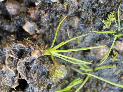Isoetes lithophila, photographed by Matt Berger