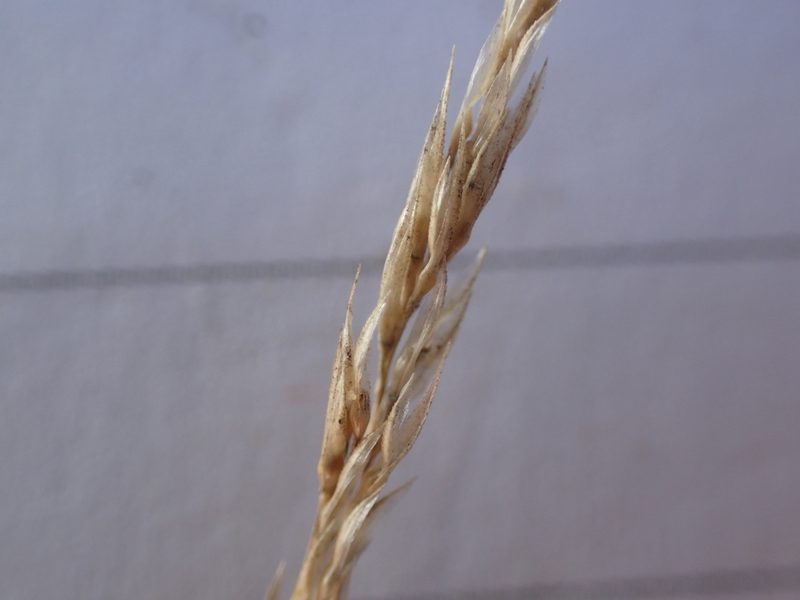 Gastridium ventricosum, photographed by Julien Renoult