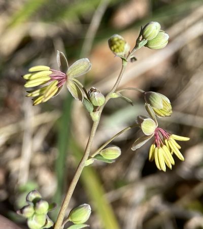Thalictrum texanum, photographed by Matt Berger