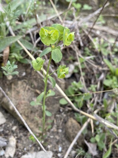 Euphorbia longicruris, photographed by Matt Berger