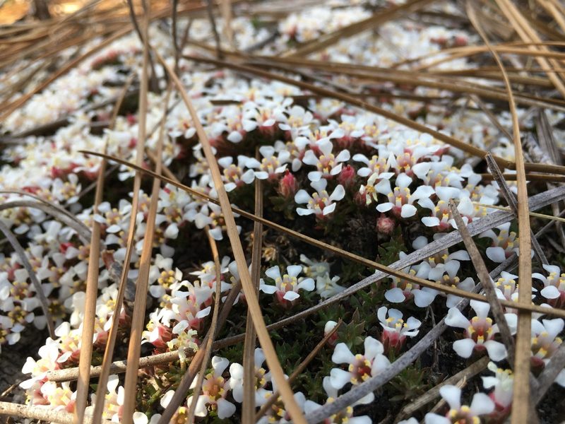 Pyxidanthera brevifolia, photographed by Becky Dill