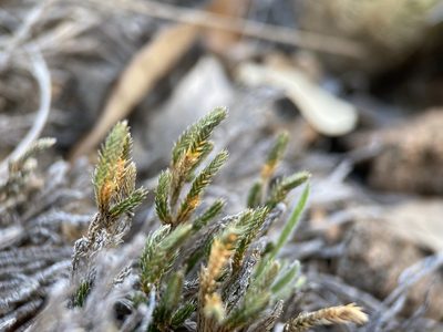 Selaginella corallina, photographed by Matt Berger