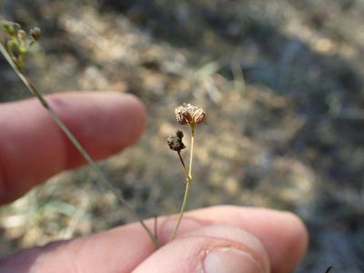 Seseli longifolium, photographed by Julien Renoult