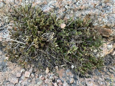 Selaginella peruviana, photographed by Matt Berger