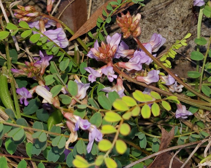 Astragalus obcordatus, photographed by Laura Gaudette