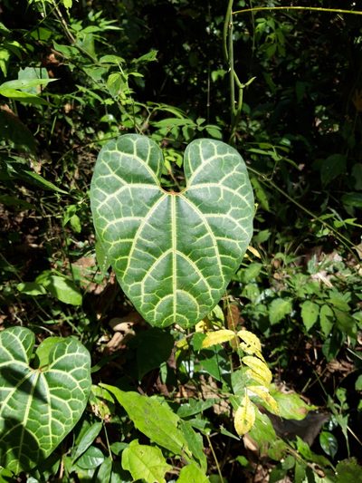 Aristolochia leuconeura, photographed by keesgroenendijk
