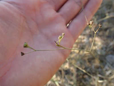 Seseli longifolium, photographed by Julien Renoult
