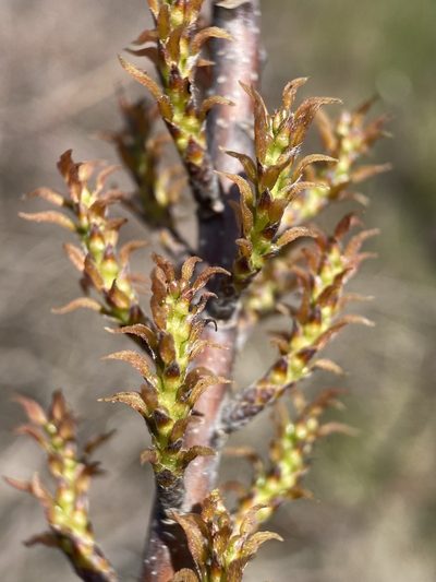 Leitneria pilosa, photographed by Matt Berger