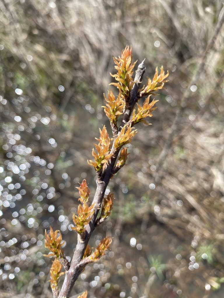 Leitneria pilosa, photographed by Matt Berger