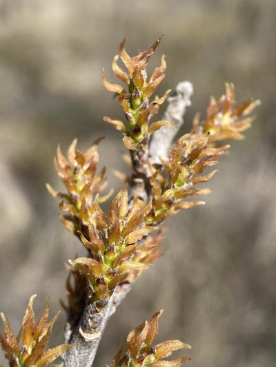Leitneria pilosa, photographed by Matt Berger