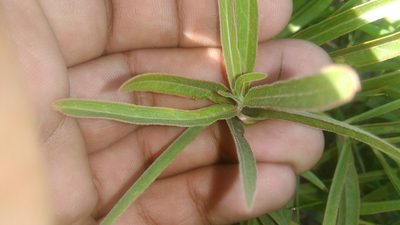 Asclepias mellodora, photographed by Bahiano Ayala