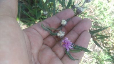 Lessingianthus rubricaulis, photographed by Bahiano Ayala