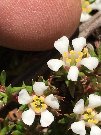 Pyxidanthera brevifolia, photographed by Becky Dill