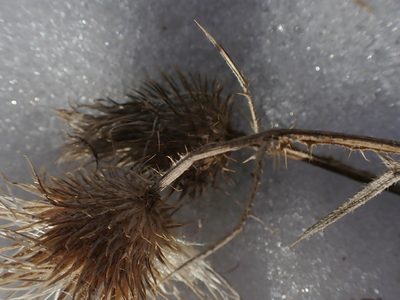 Cirsium flodmanii, photographed by Mary Krieger
