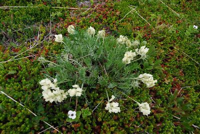 Oxytropis evenorum, photographed by Maria Khoreva