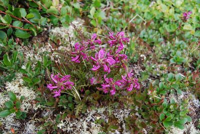 Pedicularis sudetica, photographed by Maria Khoreva