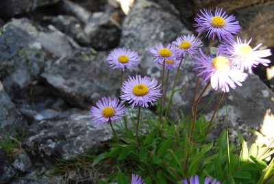 Erigeron thunbergii, photographed by Maria Khoreva