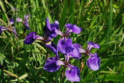 Iris setosa, photographed by Maria Khoreva