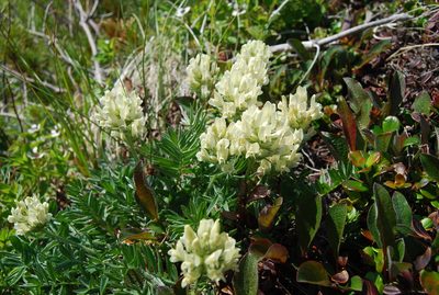 Oxytropis evenorum, photographed by Maria Khoreva