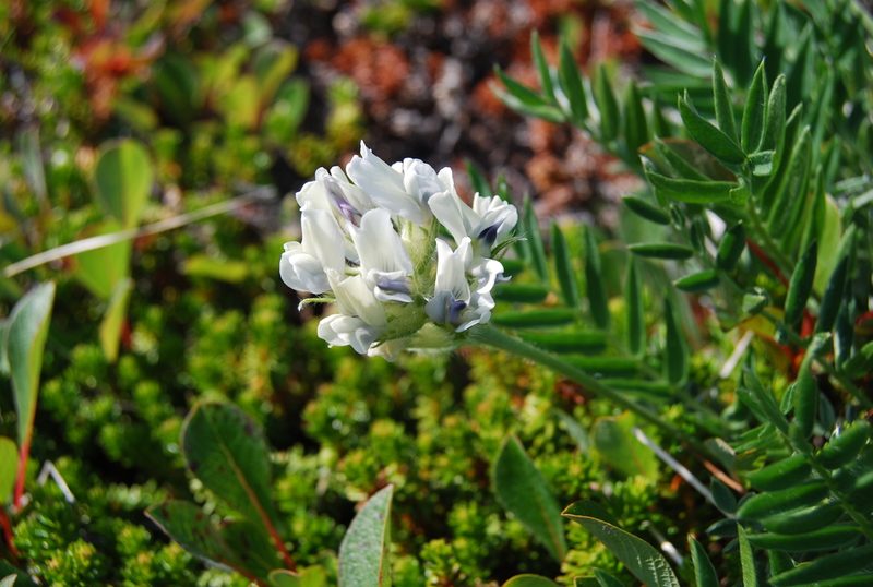 Oxytropis evenorum, photographed by Maria Khoreva