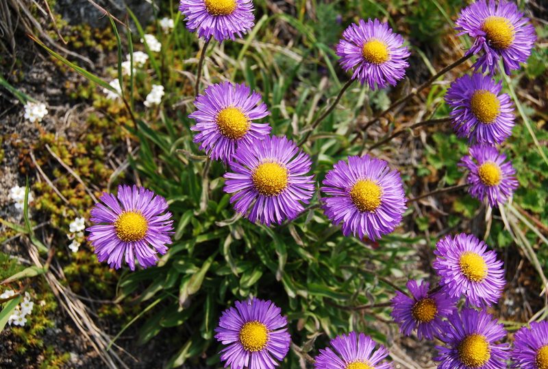 Erigeron thunbergii, photographed by Maria Khoreva