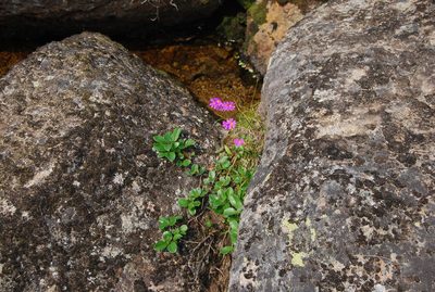 Primula cuneifolia, photographed by Maria Khoreva