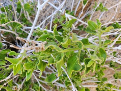 Mirabilis tenuiloba, photographed by Bob Miller