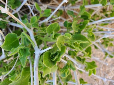 Mirabilis tenuiloba, photographed by Bob Miller