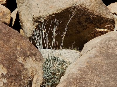 Asclepias albicans, photographed by Bob Miller