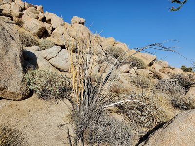 Asclepias albicans, photographed by Bob Miller