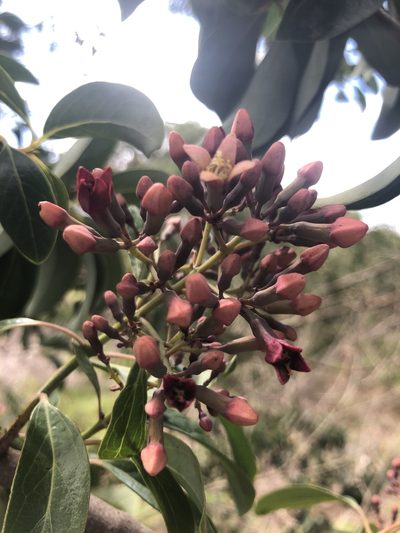 Santalum haleakalae, photographed by Curtis Hansen