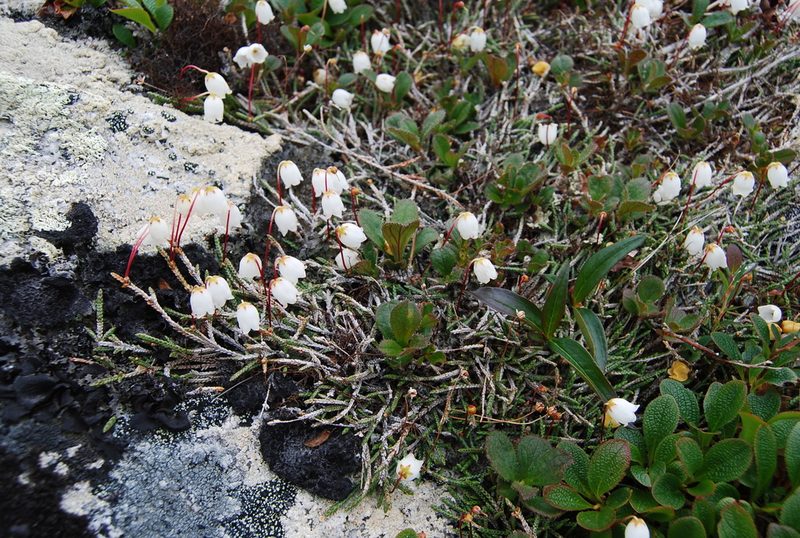 Cassiope lycopodioides, photographed by Maria Khoreva