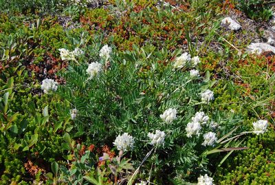 Oxytropis evenorum, photographed by Maria Khoreva