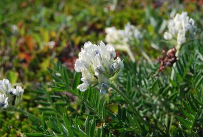 Oxytropis evenorum, photographed by Maria Khoreva