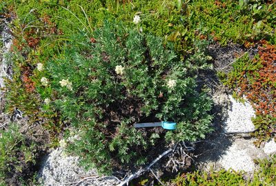 Oxytropis evenorum, photographed by Maria Khoreva
