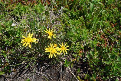 Scorzonera radiata, photographed by Maria Khoreva